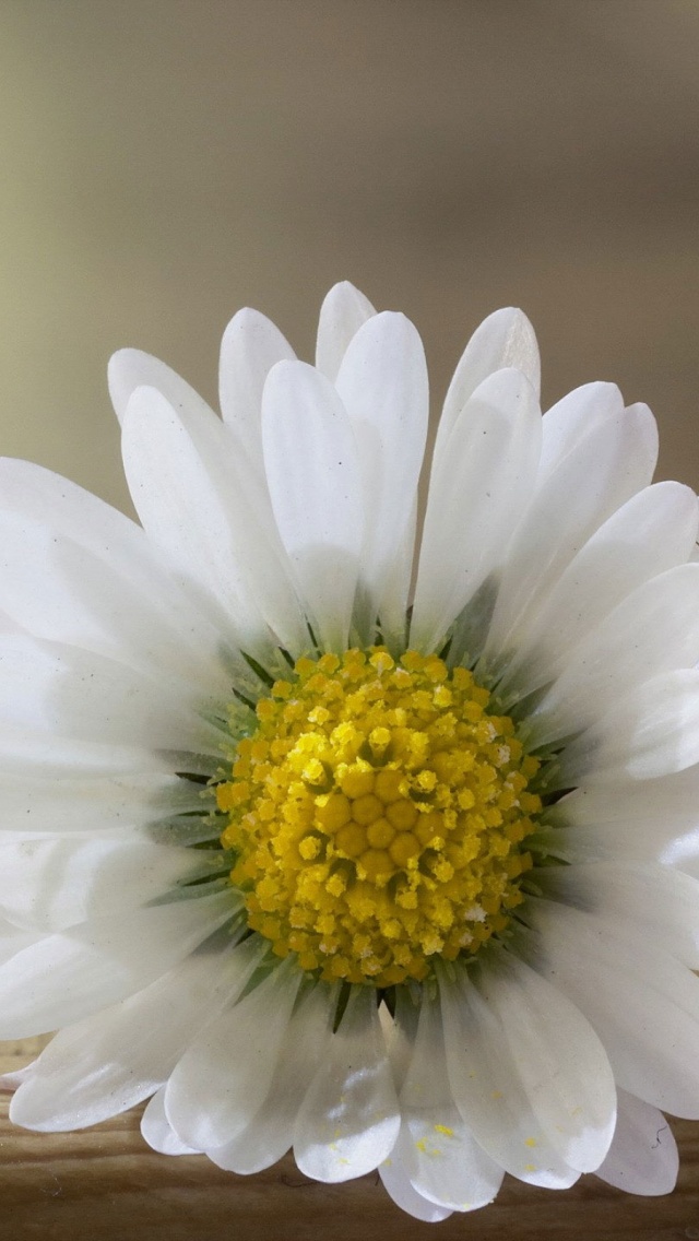 1003 Close Up Flower Daisy